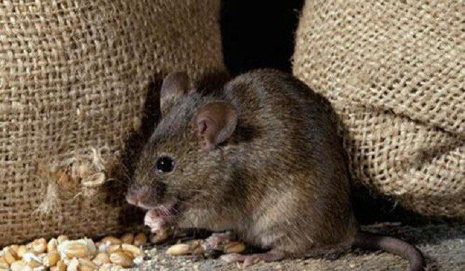 The Magic Corner: Unlocking the Secrets of Rice and its Mystical Companion