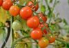 The Secret to Growing Tomatoes in a Bucket, Overflowing with Fruits
