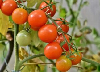 The Secret to Growing Tomatoes in a Bucket, Overflowing with Fruits