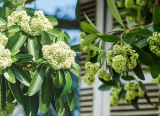 Does Planting Milkflower Trees in Front of the House Bring Good Fortune? Unveiling the Feng Shui Significance of Milkflower Trees.