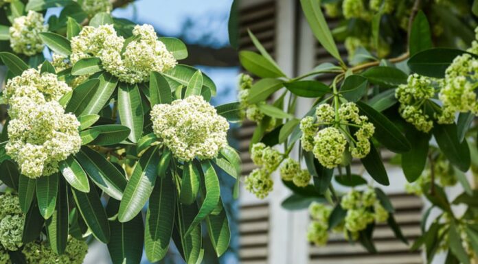 Does Planting Milkflower Trees in Front of the House Bring Good Fortune? Unveiling the Feng Shui Significance of Milkflower Trees.