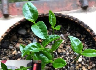 The Magic of Upcycling: Transform Kitchen Scraps into 5 Beautiful Mini Indoor Gardens