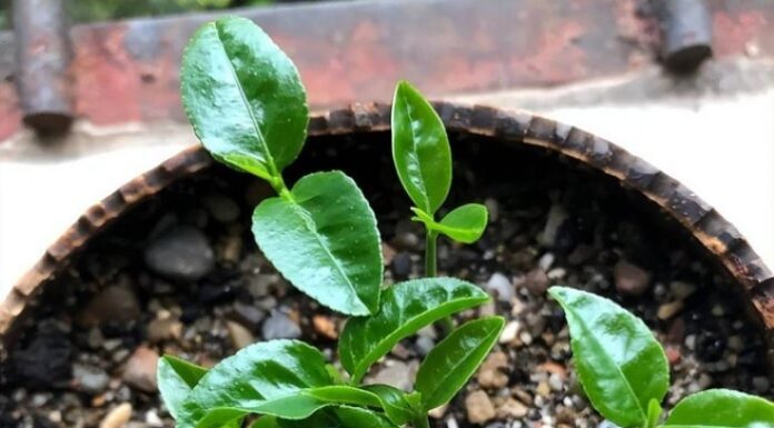 The Magic of Upcycling: Transform Kitchen Scraps into 5 Beautiful Mini Indoor Gardens