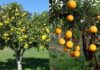 Is It Fortuitous to Plant a Grapefruit Tree in Front of Your House?