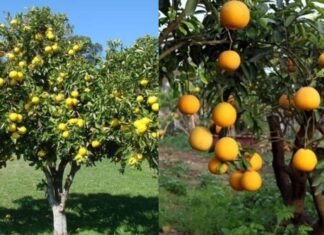 Is It Fortuitous to Plant a Grapefruit Tree in Front of Your House?