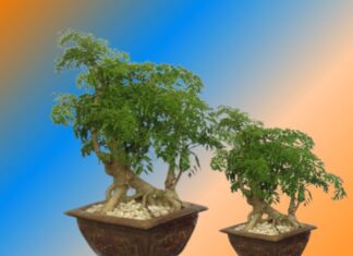 The Ultimate Guide to Growing Leonurus Heterophyllus: Discover the Perfect Age for a Bountiful Harvest