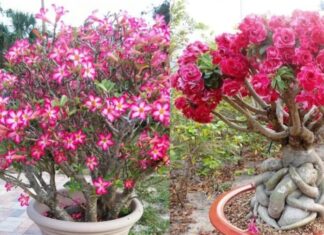 The Secret to Success: Unlocking the Power of the Gardenia Plant for Year-Round Prosperity