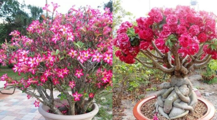 The Secret to Success: Unlocking the Power of the Gardenia Plant for Year-Round Prosperity