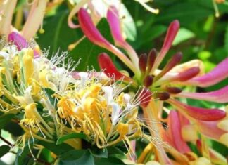 “The Easiest Plant to Grow: Simply Propagate the Blooming Branches for an Abundance of Good Fortune”