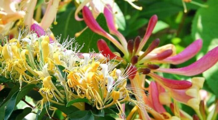 “The Easiest Plant to Grow: Simply Propagate the Blooming Branches for an Abundance of Good Fortune”