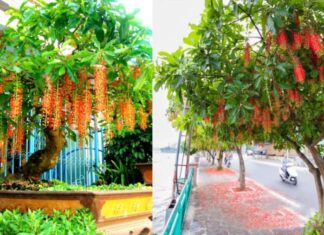 Why Do Some People Believe Money Trees Bring Good Fortune, While Others Are Wary of Planting Them Near Their Homes?