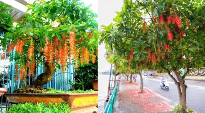 Why Do Some People Believe Money Trees Bring Good Fortune, While Others Are Wary of Planting Them Near Their Homes?