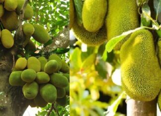 “The Mystery of the Jackfruit Tree: Why Ancestors Loved and Loathed it”