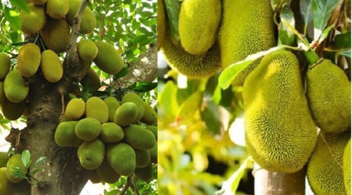 “The Mystery of the Jackfruit Tree: Why Ancestors Loved and Loathed it”