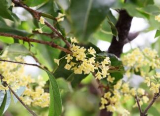 The Ancient Wisdom of Planting Agarwood: Unlocking the Secret to a Harmonious Home