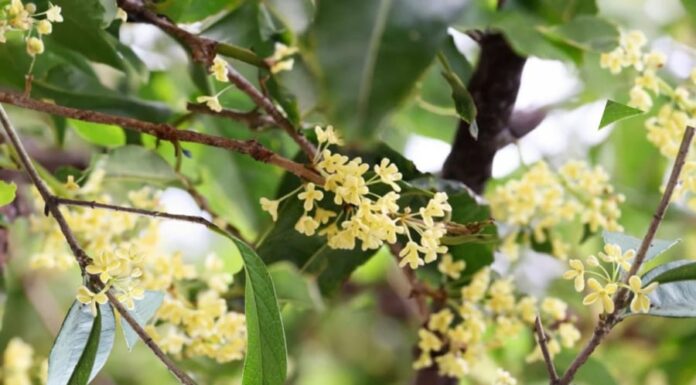 The Ancient Wisdom of Planting Agarwood: Unlocking the Secret to a Harmonious Home