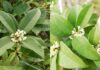 “The Ultimate Guide to Growing a Prosperous and Fragrant Mok Huong Plant”