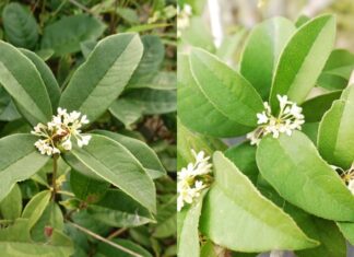 “The Ultimate Guide to Growing a Prosperous and Fragrant Mok Huong Plant”