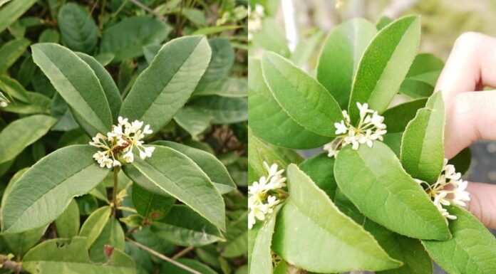 “The Ultimate Guide to Growing a Prosperous and Fragrant Mok Huong Plant”