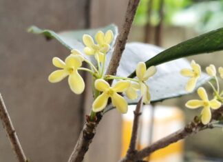 The Ancient Secret to Inviting Wealth and Prosperity: Unveiling the Power of a Lucky Plant for Health and Fortune