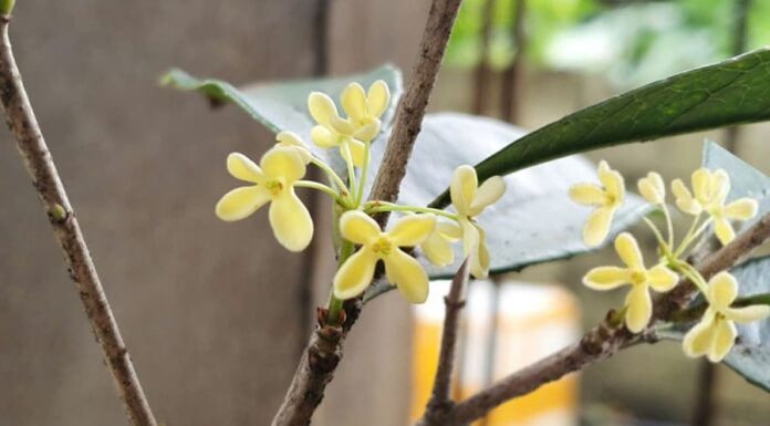 The Ancient Secret to Inviting Wealth and Prosperity: Unveiling the Power of a Lucky Plant for Health and Fortune