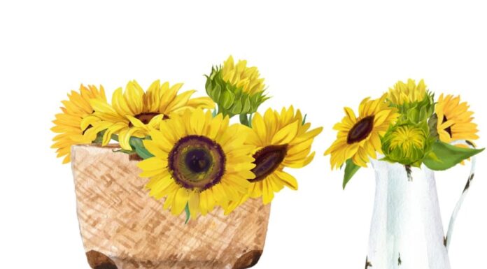 Why Don’t People Often Plant Sunflowers in Front of Their Houses? Is There a Taboo?