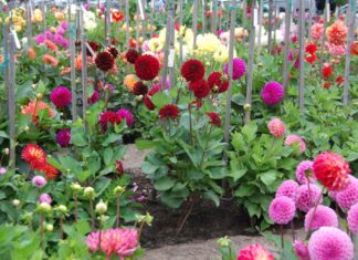 The Ultimate Guide to Growing Magnificent Peonies: 4 Tips for Success