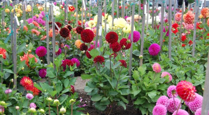 The Ultimate Guide to Growing Magnificent Peonies: 4 Tips for Success