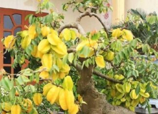 The Magic of the Star Fruit Tree: Unveiling the Secret to Attracting Wealth and Prosperity.
