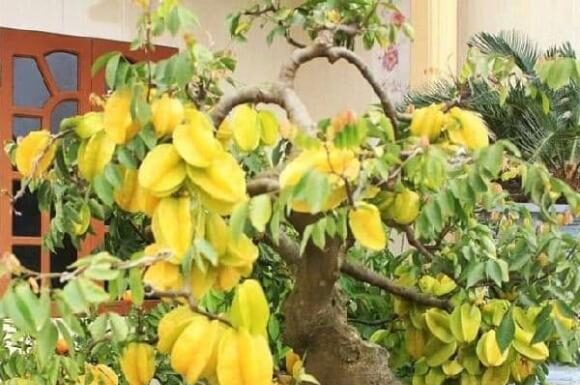 The Magic of the Star Fruit Tree: Unveiling the Secret to Attracting Wealth and Prosperity.