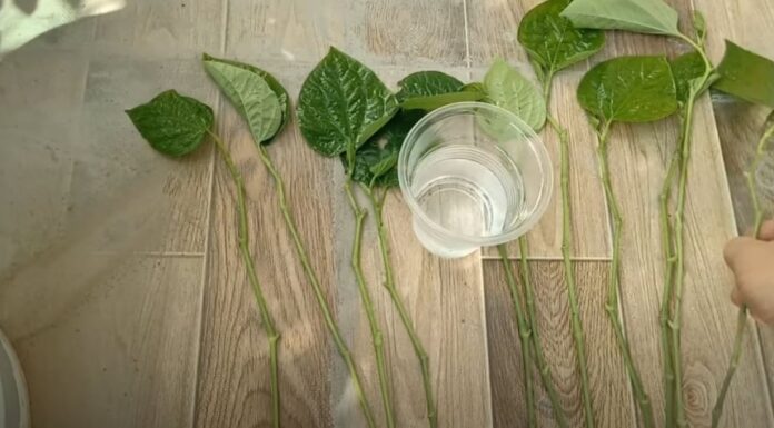 “The Ultimate Guide to Growing Vietnamese Coriander: Plant a Branch, Enjoy a Year’s Supply”