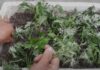 The Magic of Growing Your Own Mugwort: An Easy Guide to Year-Round Harvests