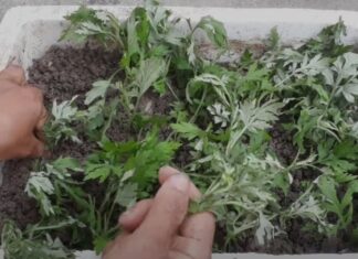 The Magic of Growing Your Own Mugwort: An Easy Guide to Year-Round Harvests