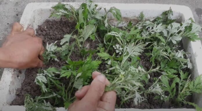 The Magic of Growing Your Own Mugwort: An Easy Guide to Year-Round Harvests