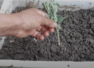 The Magic of Growing Mugwort: A Year-Round Garden Delicacy