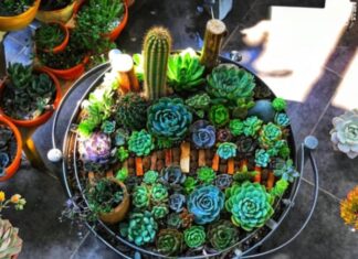“The Hidden Significance of Succulent Plants in Feng Shui”