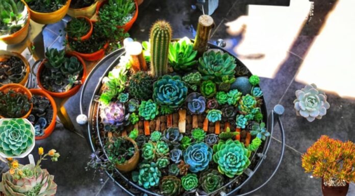 “The Hidden Significance of Succulent Plants in Feng Shui”