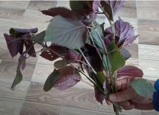 Grow Perilla with Cuttings – It’s Super Easy, Just Stick it in the Ground and it Will Take Root, Enjoy Fresh Vegetables All Year Round