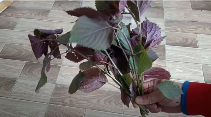 Grow Perilla with Cuttings – It’s Super Easy, Just Stick it in the Ground and it Will Take Root, Enjoy Fresh Vegetables All Year Round