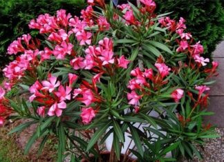 The Ancient’s Wisdom: ‘Five House Plants to Avoid Like the Plague’