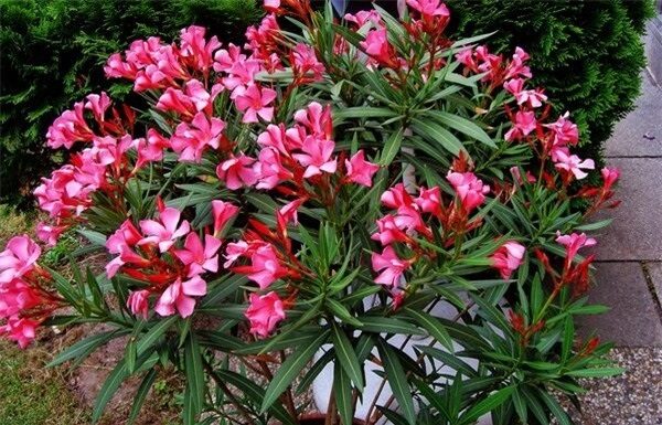 The Ancient’s Wisdom: ‘Five House Plants to Avoid Like the Plague’