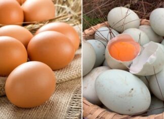 Why Duck Eggs Are Pickled and Not Chicken Eggs?