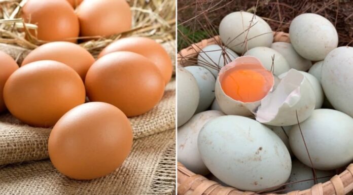 Why Duck Eggs Are Pickled and Not Chicken Eggs?