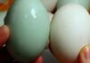 Why Do Duck Eggs Have White and Blue Shells? Which One is Better?