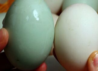 Why Do Duck Eggs Have White and Blue Shells? Which One is Better?