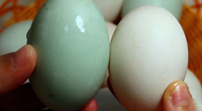 Why Do Duck Eggs Have White and Blue Shells? Which One is Better?