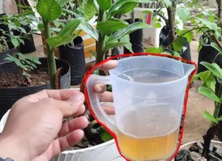 The Secret to Transforming Your Soil into a Fluffy, Soft Bed: Unlocking the Power of Two Magic Potions