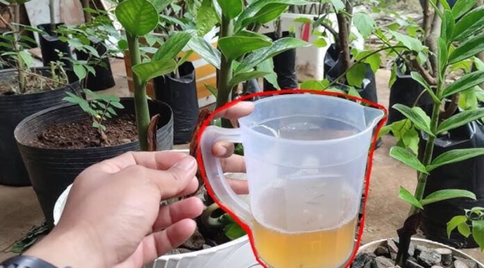 The Secret to Transforming Your Soil into a Fluffy, Soft Bed: Unlocking the Power of Two Magic Potions