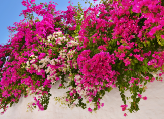 The Magic Watering Formula for a Vibrant, Blooming Paradise: Unlocking the Secret to a Mini Garden of Splendour