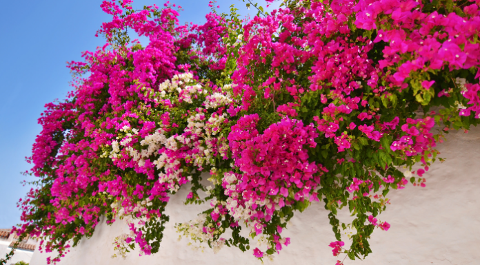 The Magic Watering Formula for a Vibrant, Blooming Paradise: Unlocking the Secret to a Mini Garden of Splendour